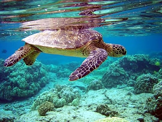 Green sea turtle. Image credit: Brocken Inaglory (CC BY-SA 4.0)