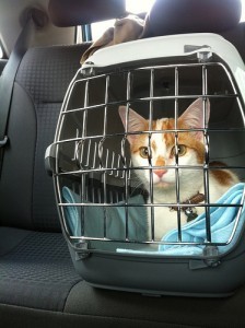 cat_in_car_carrier
