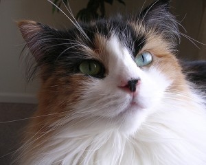 cat_allergies