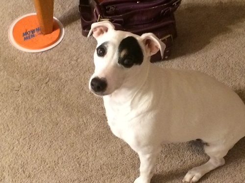 Riley the Rocket