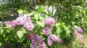WP_20140524_014