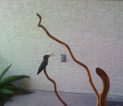 The hummingbird taking refuge and panting on the front porch.