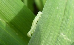 inch-worm-on-tiger-lily-leaves_w725_h544