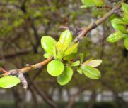 tree-buds