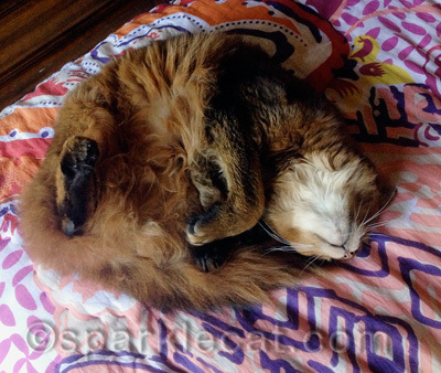 It's okay - my human ignores the alarm too