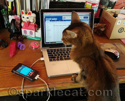 Multitasking? No prob for this kitty!