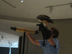 Raptor demo - Cheekwood
