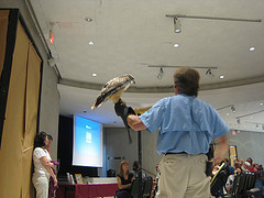 Raptor demo - Cheekwood