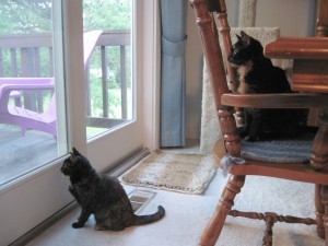 cats_birdwatching