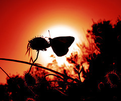 Silhouette of a butterfly on a flower