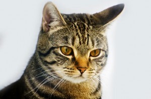 megacolon_in_cats