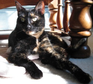meditate_with_your_cat