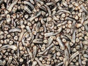 The fly larvae in the AgriProtein factory feed on cow blood and bran.