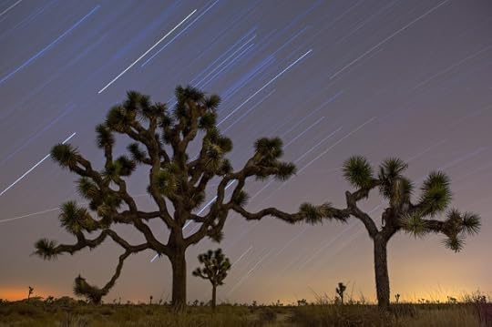 Joshua Tree in the stars