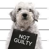not guilty