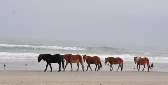 Wild Spanish Mustangs