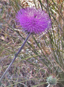 Thistles are blooming now, but in a few weeks, the thistle down will be ready for gathering.