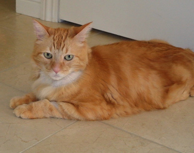 Leo is a very sweet cat