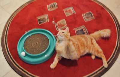Leo loves to play!