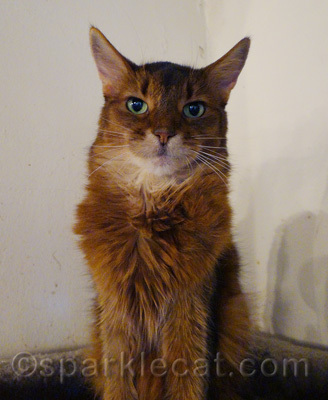 Put down that camera and feed me!