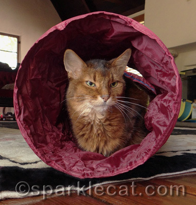 I am the queen of the Twinkle Chute!