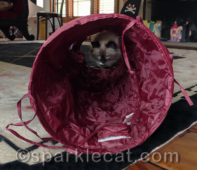Will the Smacky Paw of Doom strike again?