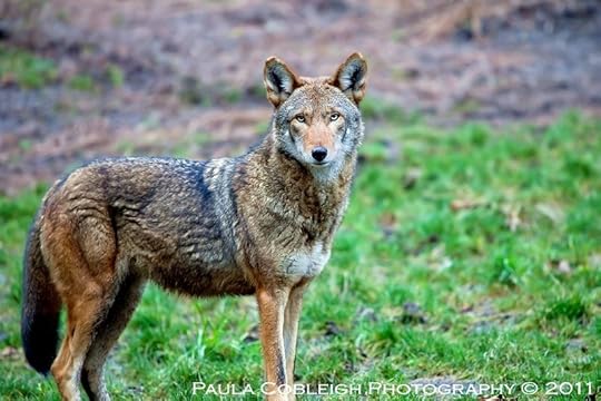 photo ____red_wolf_____by_la_vita_a_bella-d392c1m_zps5a43a62a.jpg