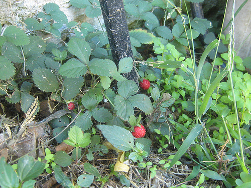wild strawberries
