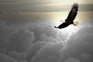 bigstock-Bald-eagle-flying-above-the-cl-26090840