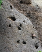 PARAKEEThomes