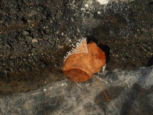 hoarfrost leaf
