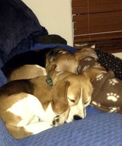 Post-tracking boyz, synchronized sleeping