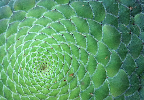 Aeonium_tabuliforme.jpg