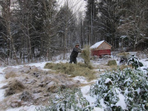 Last minute mulching. Photo by Rye