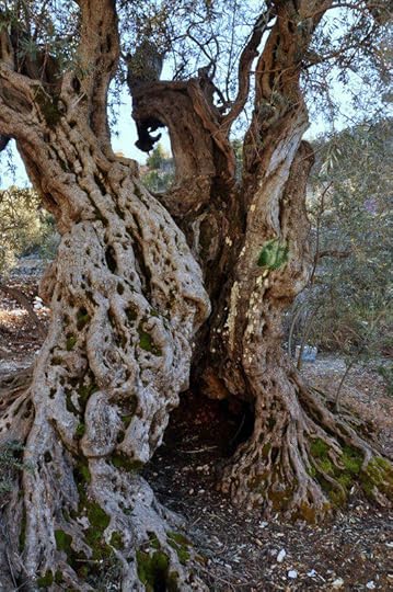 Noah's Olive Tree 1