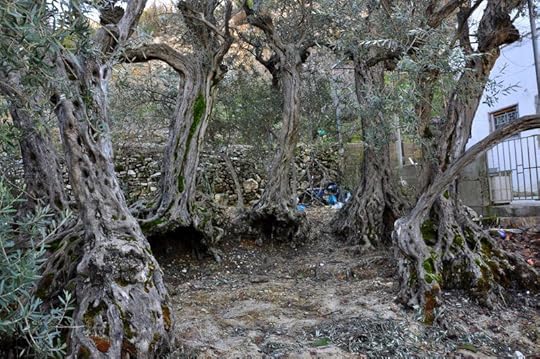 noah's olive trees 2