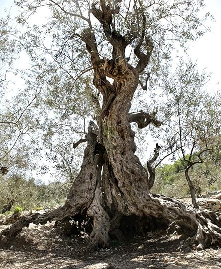 noah's olive trees 6