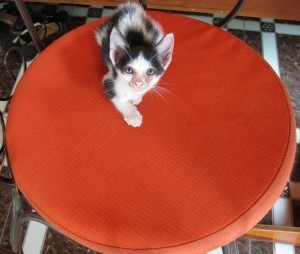 A Small Cat, Vietnam