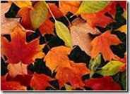 clip_image004