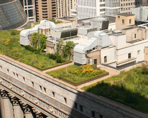 Rooftop garden, Chicago city hall.