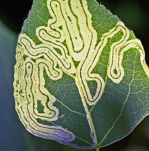 The travels of a leaf miner (an American species, I think)