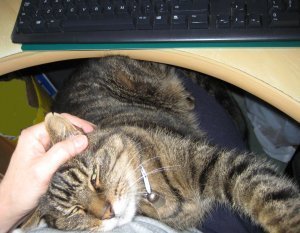 the real reason why writers miss deadlines