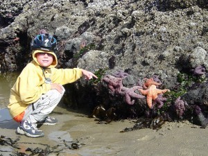 seastars on oregon coast