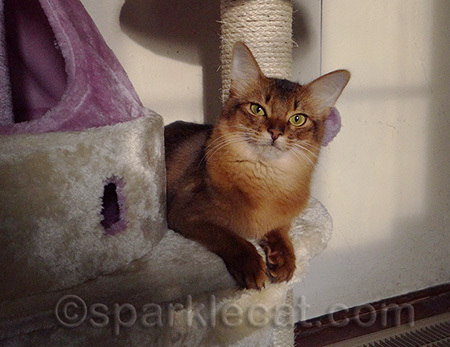 Nothing says I Love You better than an awesome cat tree! Well, maybe add some freeze dried liver