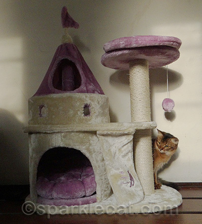 I always wanted to be one of those model kitties that poses with product!