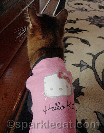 My human and I both love Hello Kitty!