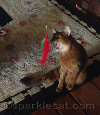 I bet I can catch it with just my teeth!