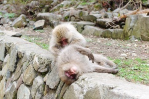 sleeping monkey