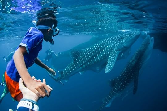 Fajar with the whale sharks