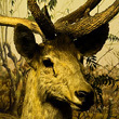 Muzeum Historii Naturalnej w 3D